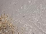 White Sands National Monument : New Mexico